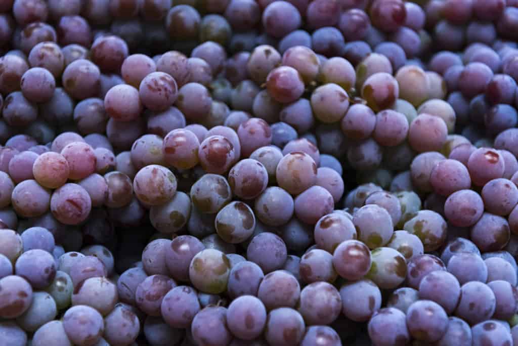 Are grapes hotsell toxic to humans