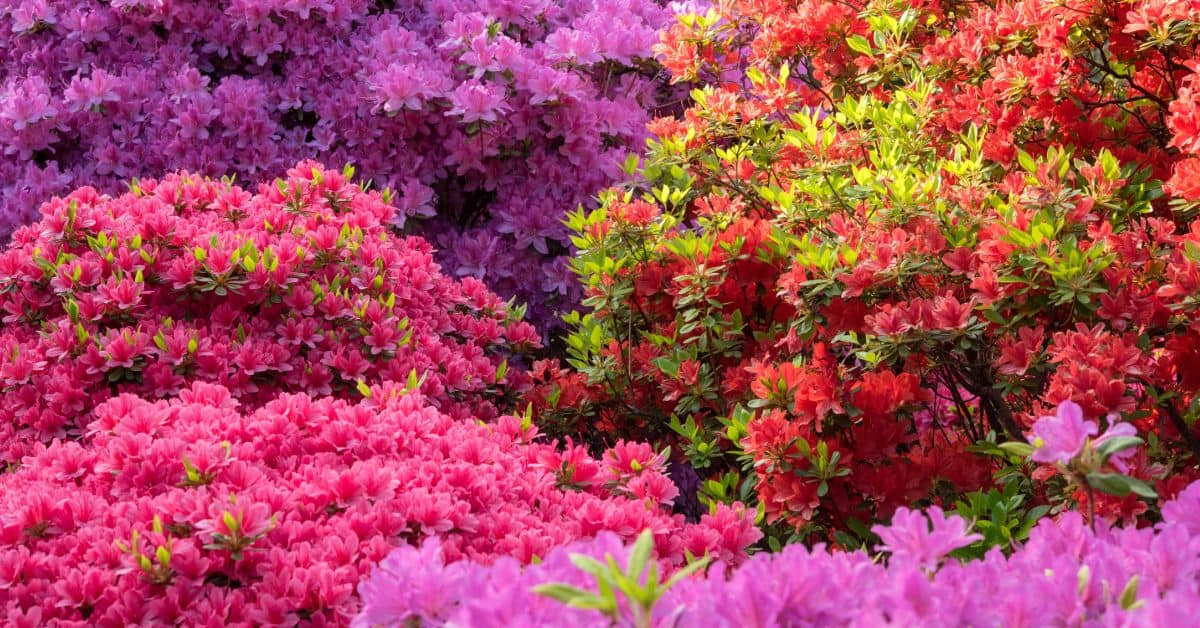 How Long Do Azaleas Bloom Life Cycle Of Azaleas