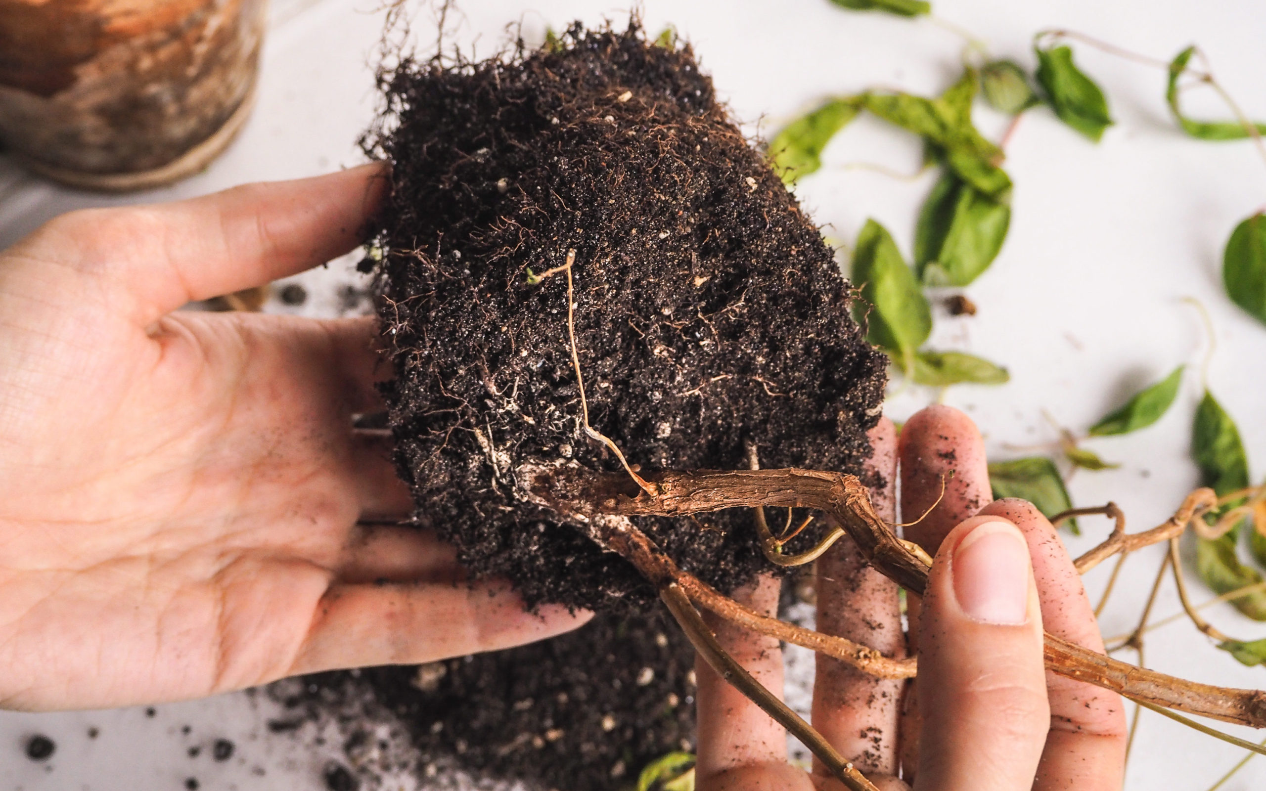 What Do You Do With Dead Plant Roots Helpful Death   AdobeStock 181260713 Edited Scaled 