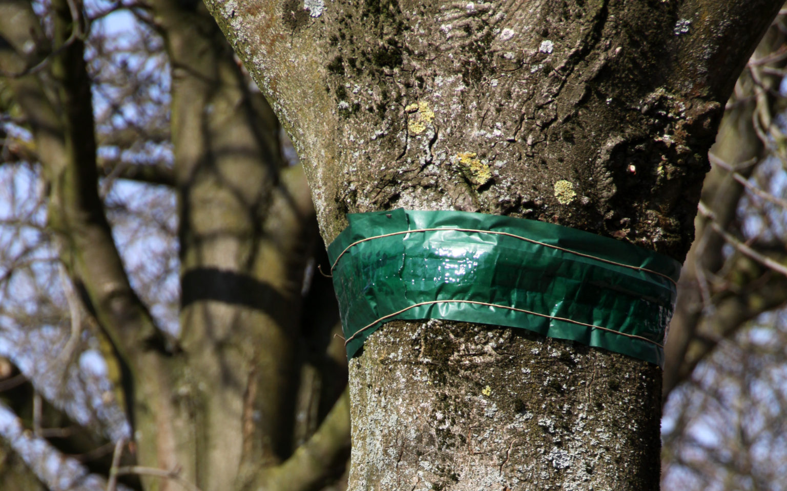 When Should You Put Grease Bands On Fruit Trees The Best Moment